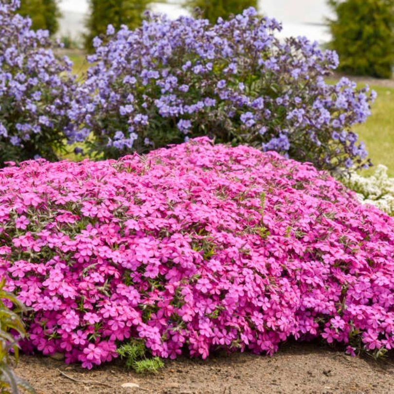 New Perennials
